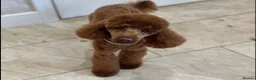 Cockapoo dogs for sale: F1B Cockapoos - Advert 2