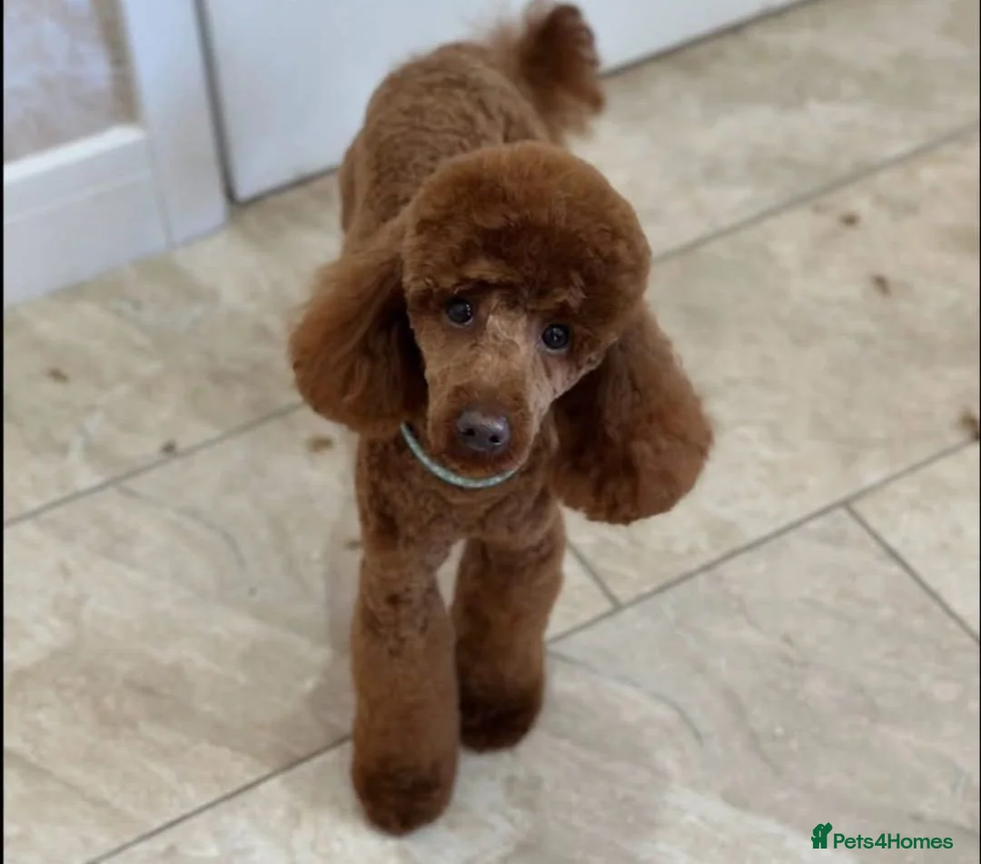 Cockapoo dogs for sale: F1B Cockapoos - Advert 2
