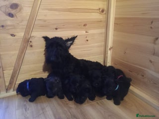 Mixed Breed dogs Scottish terrier x miniature schnauzer - Advert 1
