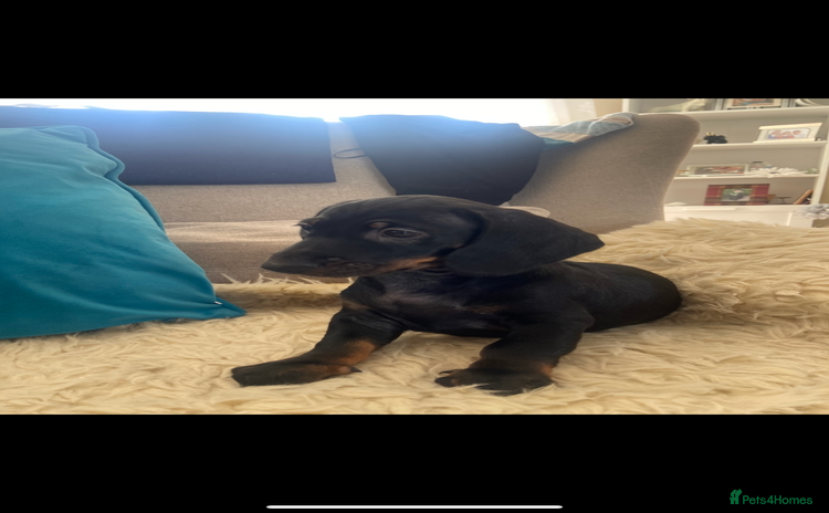 Dachshund dogs - Advert 1