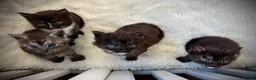 Maine Coon cats for sale: Polydactyl Maine coon kittens  - Advert 9