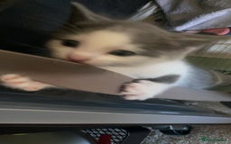 Himalayan cats for sale: Himalayan x Maine Coon Kittens – Ready Soon! - Image 18