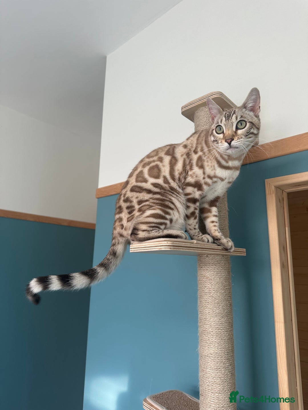 Bengal cats for sale: 6 month old Snow Mink Pedigree TICA  - Advert 2
