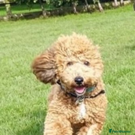 Miniature Poodle dogs for stud in Havant - Advert 1