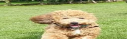 Miniature Poodle dogs for stud: 🏆PROVEN🏆 sable miniature poodle health tested in Havant - Advert 2