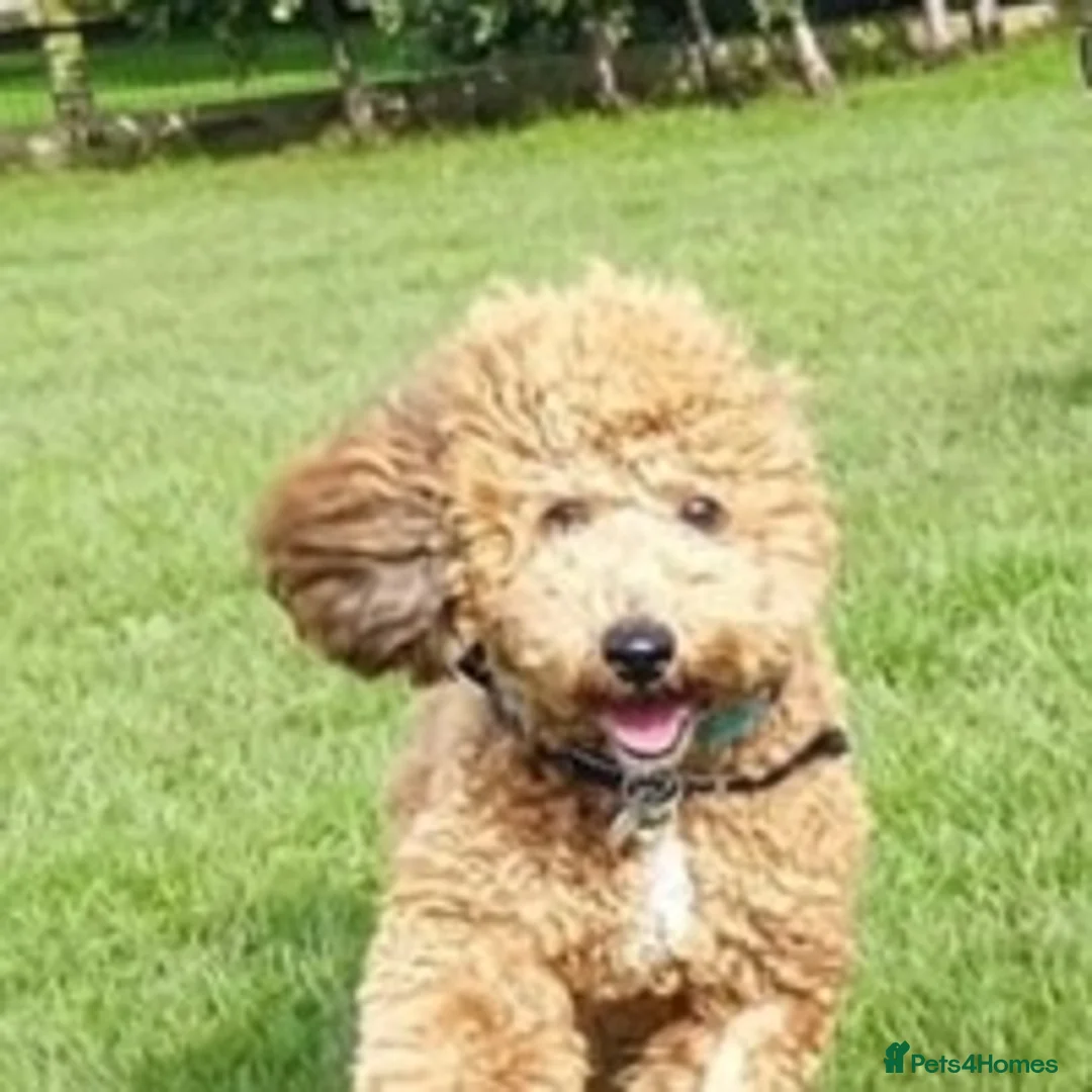 Miniature Poodle dogs for stud: 🏆PROVEN🏆 sable miniature poodle health tested in Havant - Advert 2
