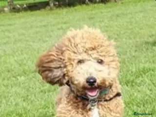 Miniature Poodle dogs 🏆PROVEN🏆 sable miniature poodle health tested in Havant - Advert 15