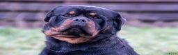 Rottweiler dogs for sale: 5-Generation Kennel Club Rottweiler Puppies  - Advert 3