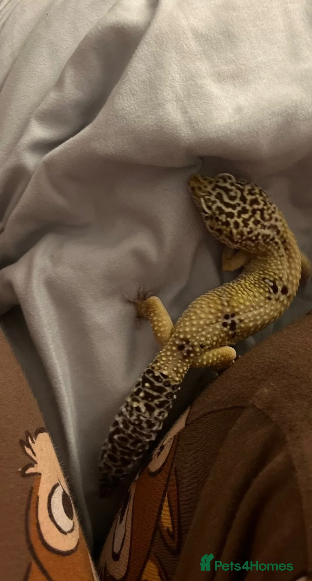 Leopard Gecko reptiles for sale: Leopard gecko - Advert 4
