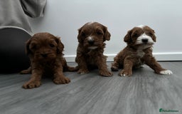 Cavapoo dogs for sale: F1 toy cavapoos health tested  - Image 9