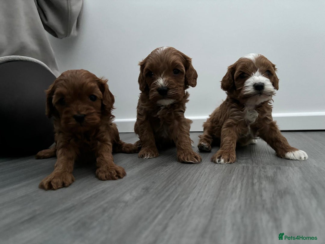 Cavapoo dogs for sale: F1 toy cavapoos health tested  - Image 9