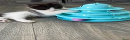 Turkish Van cats for sale: Stunning Turkish van mix READY NOW - Advert 14