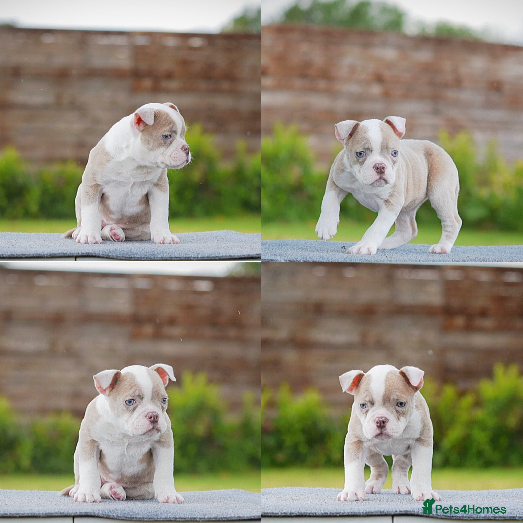 Olde English Bulldogge dogs 23❤️YEARS❤️5⭐️RATED❤️LICENSED❤️PROFESSIONALS❤️ - Advert 6