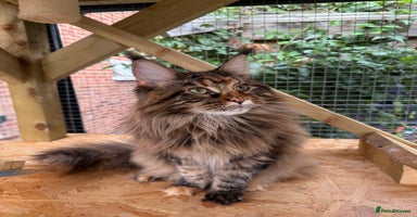 Maine Coon cats - Advert 11