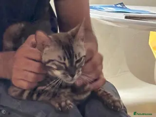Bengal cats 🏆Brown Pedigree bengal girl🏆 - Advert 13