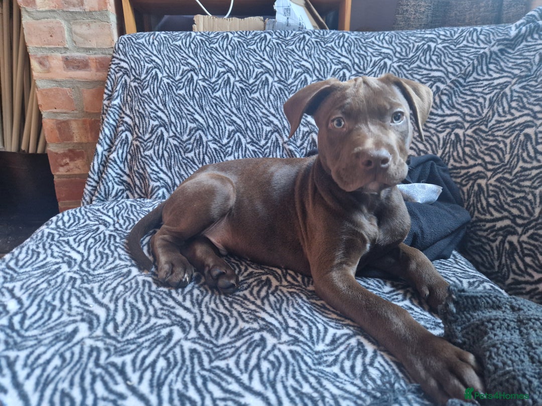 Mixed Breed dogs for sale: Doberman/labrador x american bulldog/english staff - Advert 20