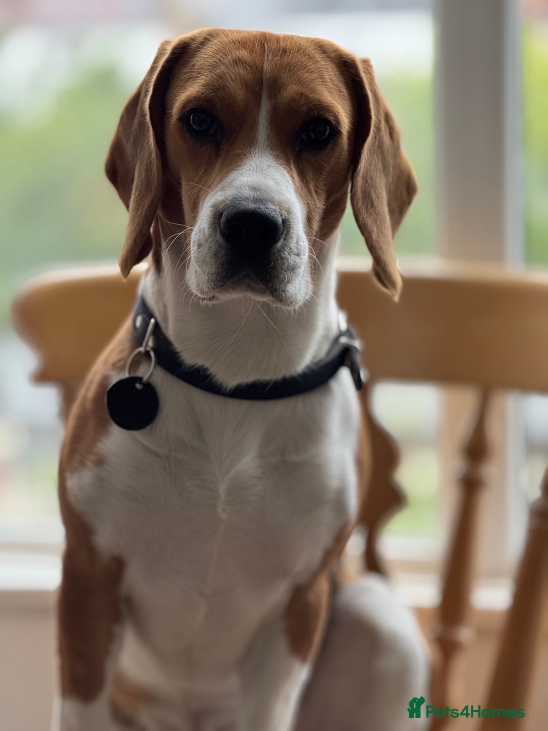 Beagle dogs for stud: Description  - Image 2