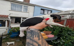 Jack Russell dogs for sale: Jack Russell puppys - Image 15