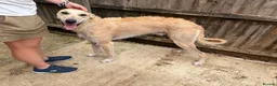 Lurcher dogs for sale: Gorgeous Lurcher  in Chippenham - Advert 3