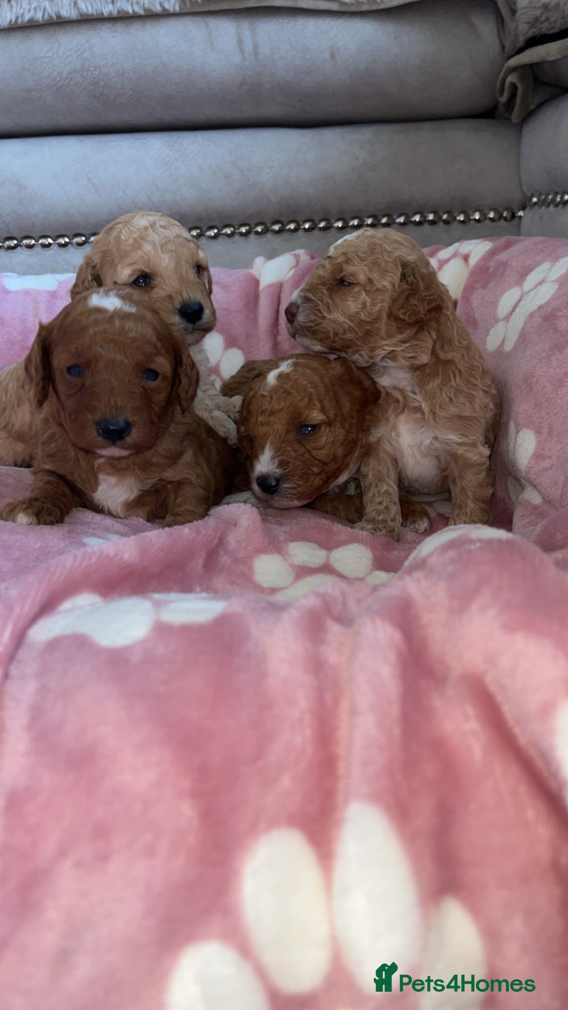 Cavapoo dogs F1B Cavapoos  - Advert 7