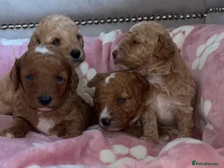 Cavapoo dogs F1B Cavapoos - Advert 7