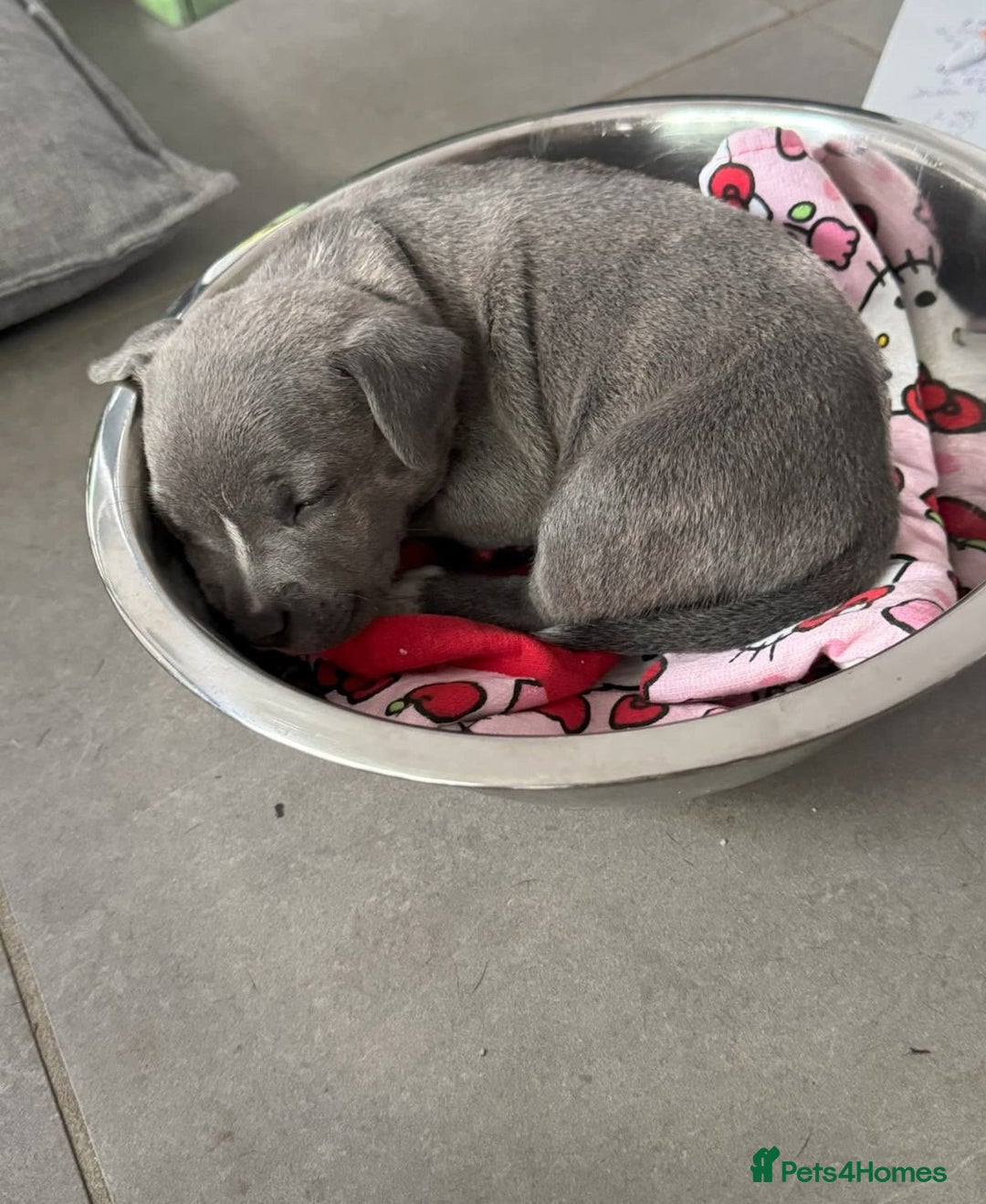 Staffordshire Bull Terrier dogs for sale: ✨ Staffy Bull Terrier Puppies DNA Clear, Healthy ✨ - Image 3
