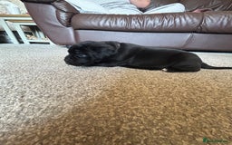 Mixed Breed dogs for sale: Four cane Corso and staff bullterrier mix.  - Image 7