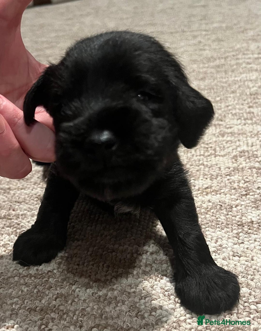 Miniature Schnauzer dogs for sale: beautiful litter  of miniature schnauzers - Advert 5