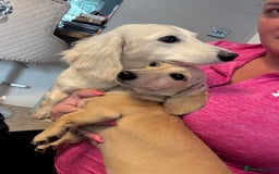 Miniature Dachshund dogs for sale: Miniature Shorthair 6 Month Old Bitch  - Image 1
