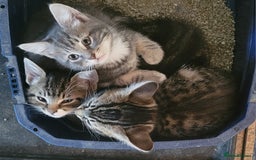 Mixed Breed cats for sale: 2 boys and 1 girl - Image 28