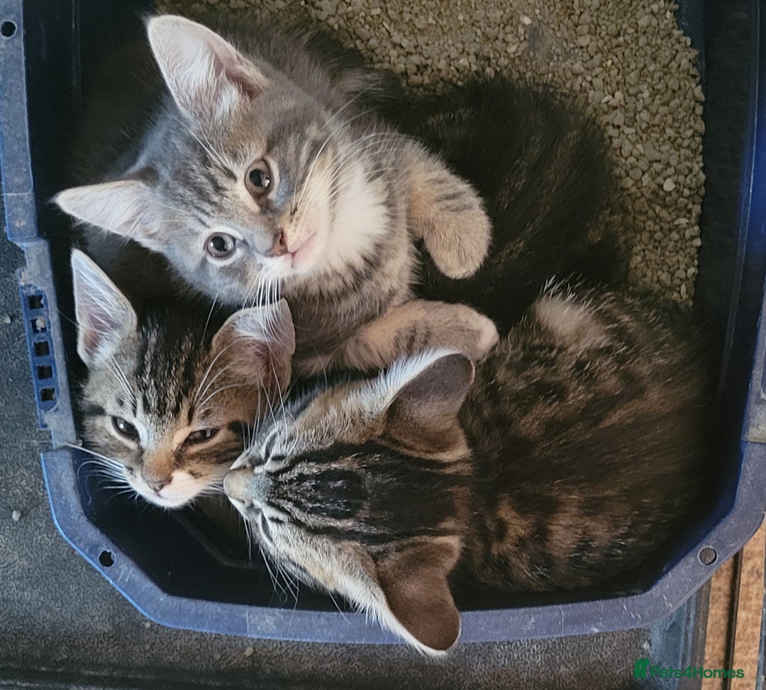 Mixed Breed cats for sale: 2 boys and 1 girl - Image 28