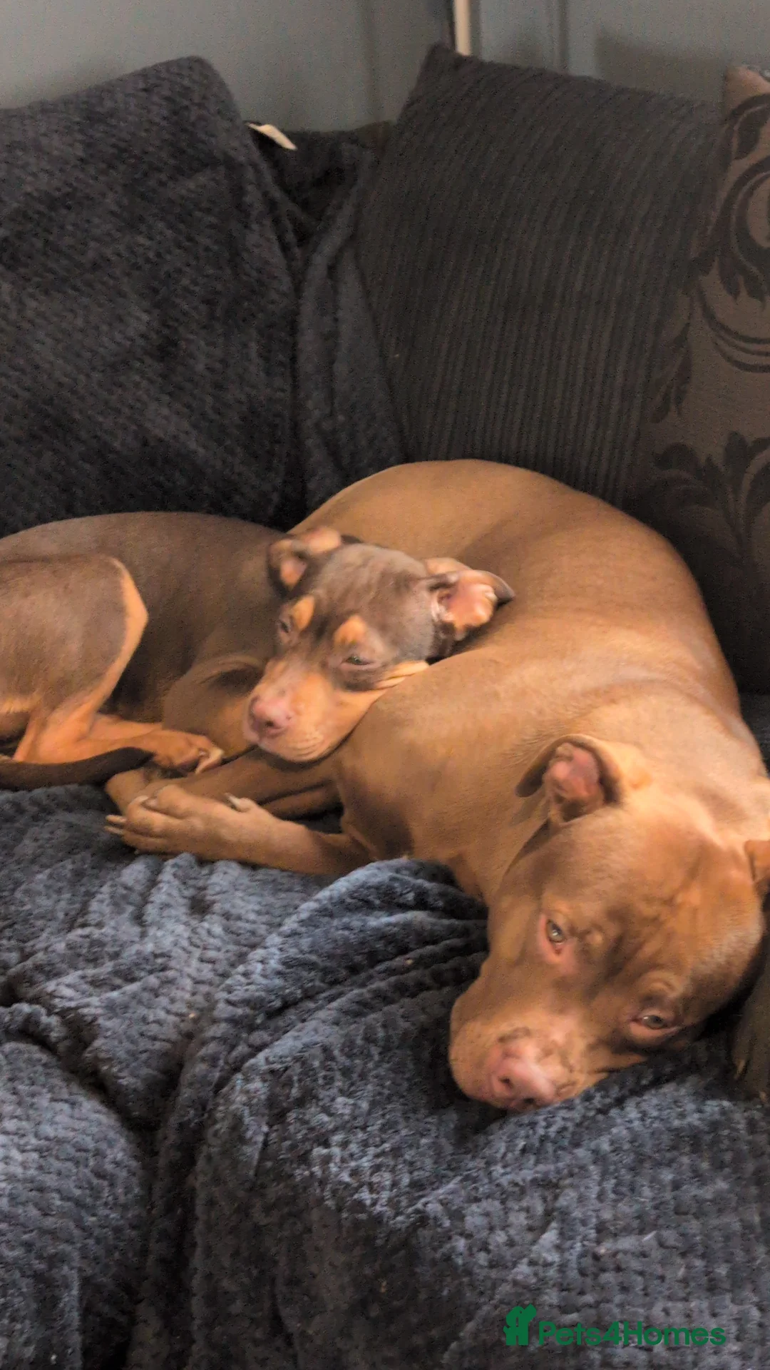 American Bulldog dogs for stud: Erebus  - Advert 6