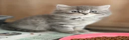 British Shorthair cats for sale: Beautiful Kittens - Advert 8