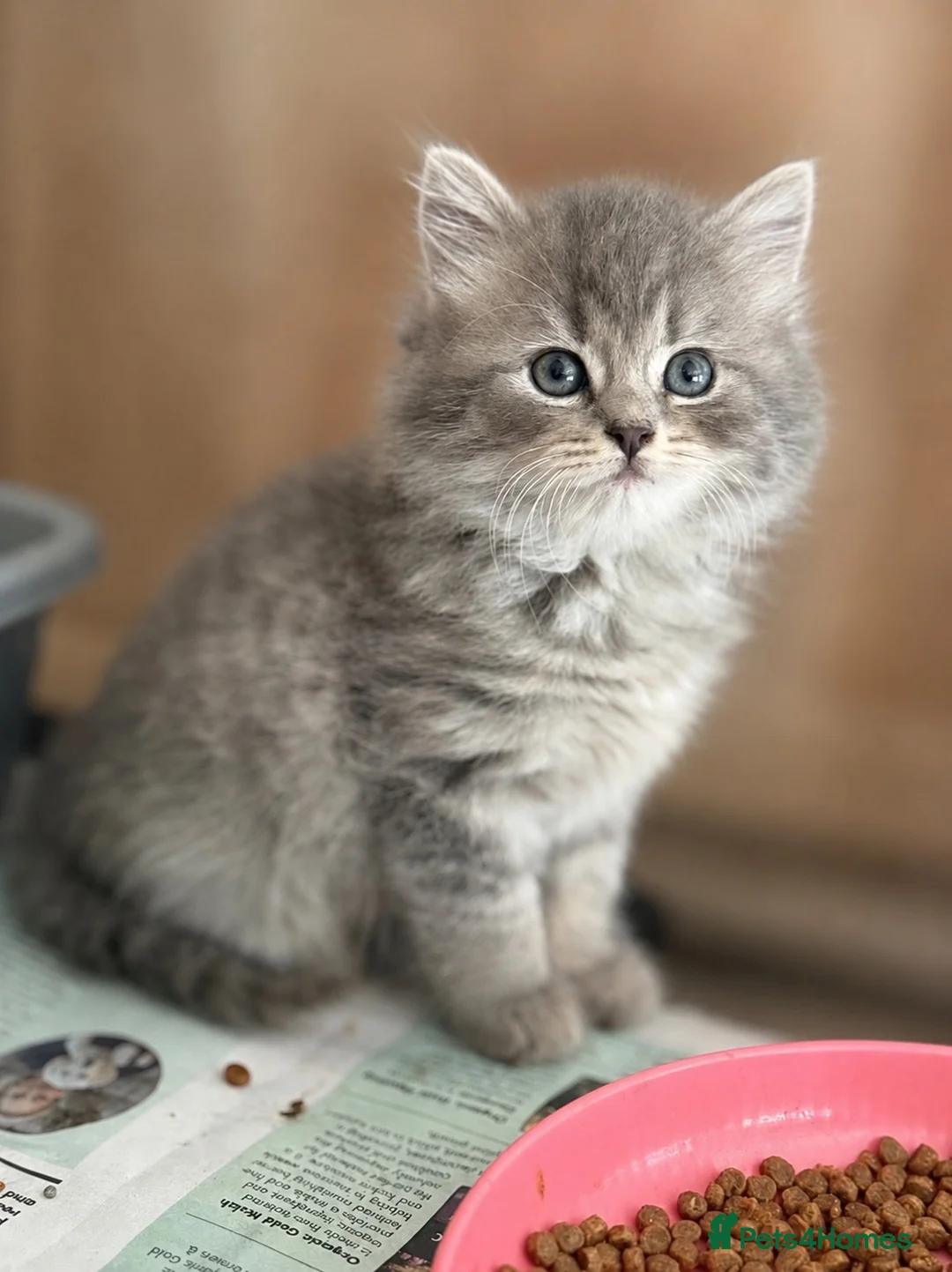British Shorthair cats for sale: Beautiful Kittens - Advert 8