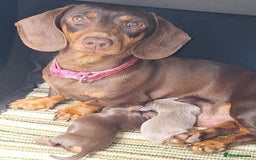 Miniature Dachshund dogs for sale: Healthy dachshunds last boy  - Image 9