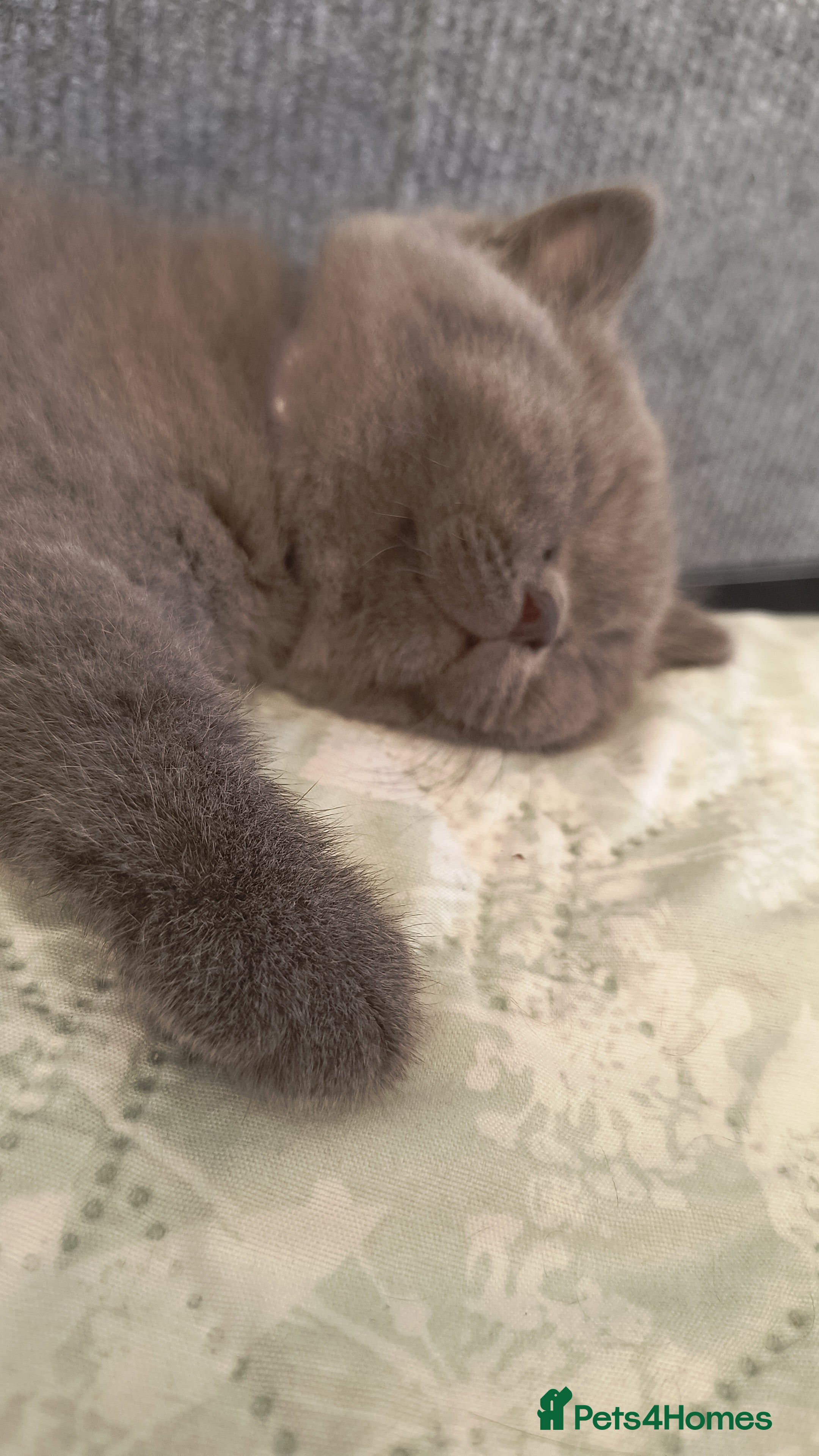 British Shorthair cats Magnificent litter Champion bloodline  - Advert 2