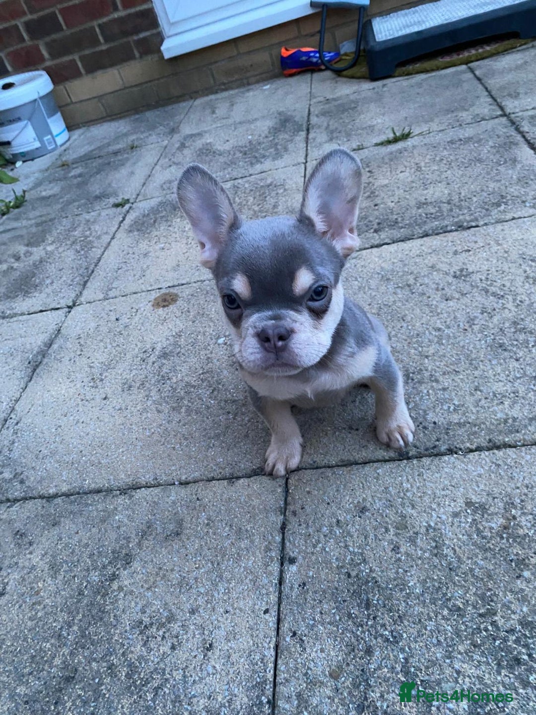 French Bulldog dogs for sale: Stunning boy looking for his forever home  - Advert 5