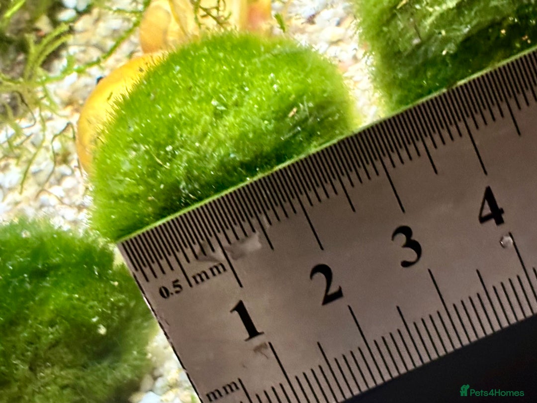 Snails fish for sale: Golden Apple Snails & Moss Balls  - Advert 12