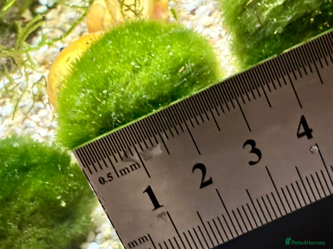 Snails fish for sale: Golden Apple Snails & Moss Balls  - Advert 12