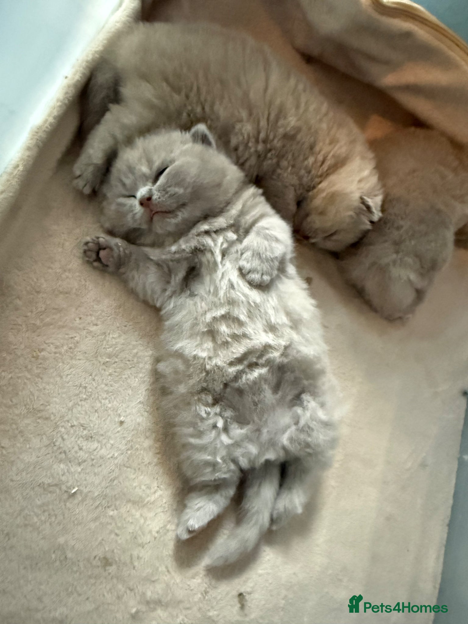 British Shorthair cats Beautiful lilac BSH GCCF - Advert 1