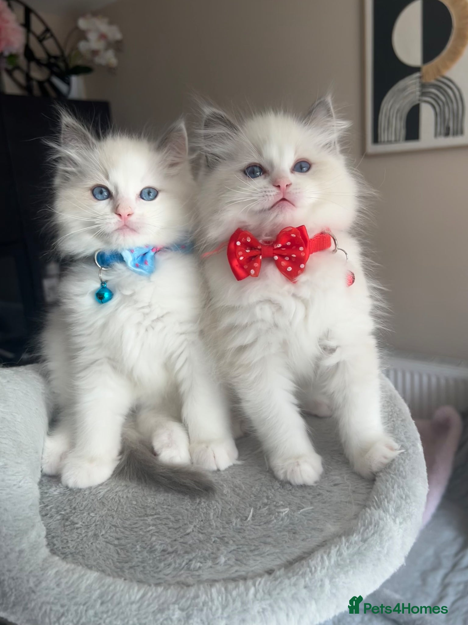 Ragdoll cats Registered Ragdoll kittens for sale - Advert 1