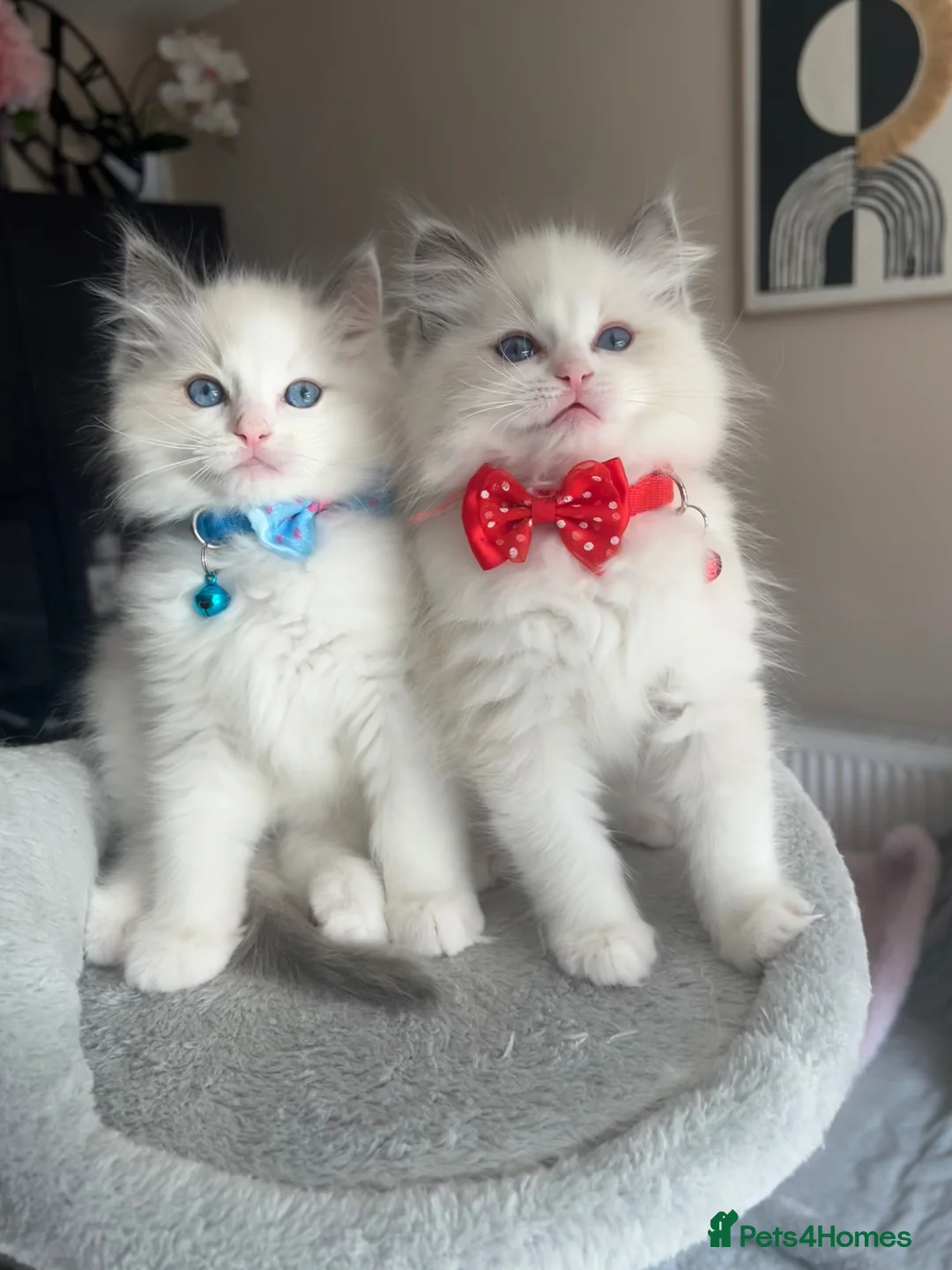 Ragdoll cats for sale: Registered Ragdoll kittens for sale - Advert 2