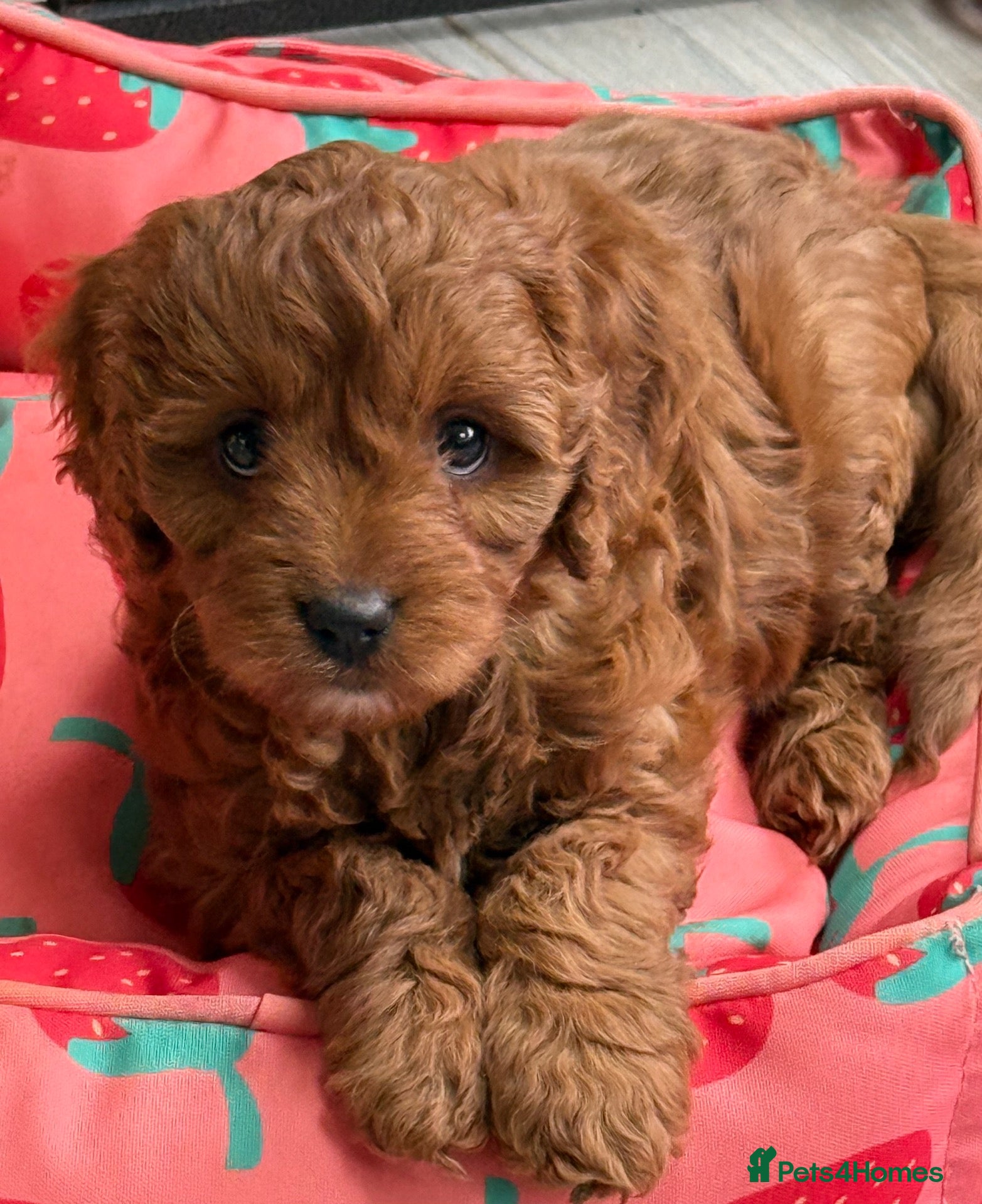 Cavapoo dogs Stunning Fox Red F1 Cavapoo Puppies H/C  - Advert 1