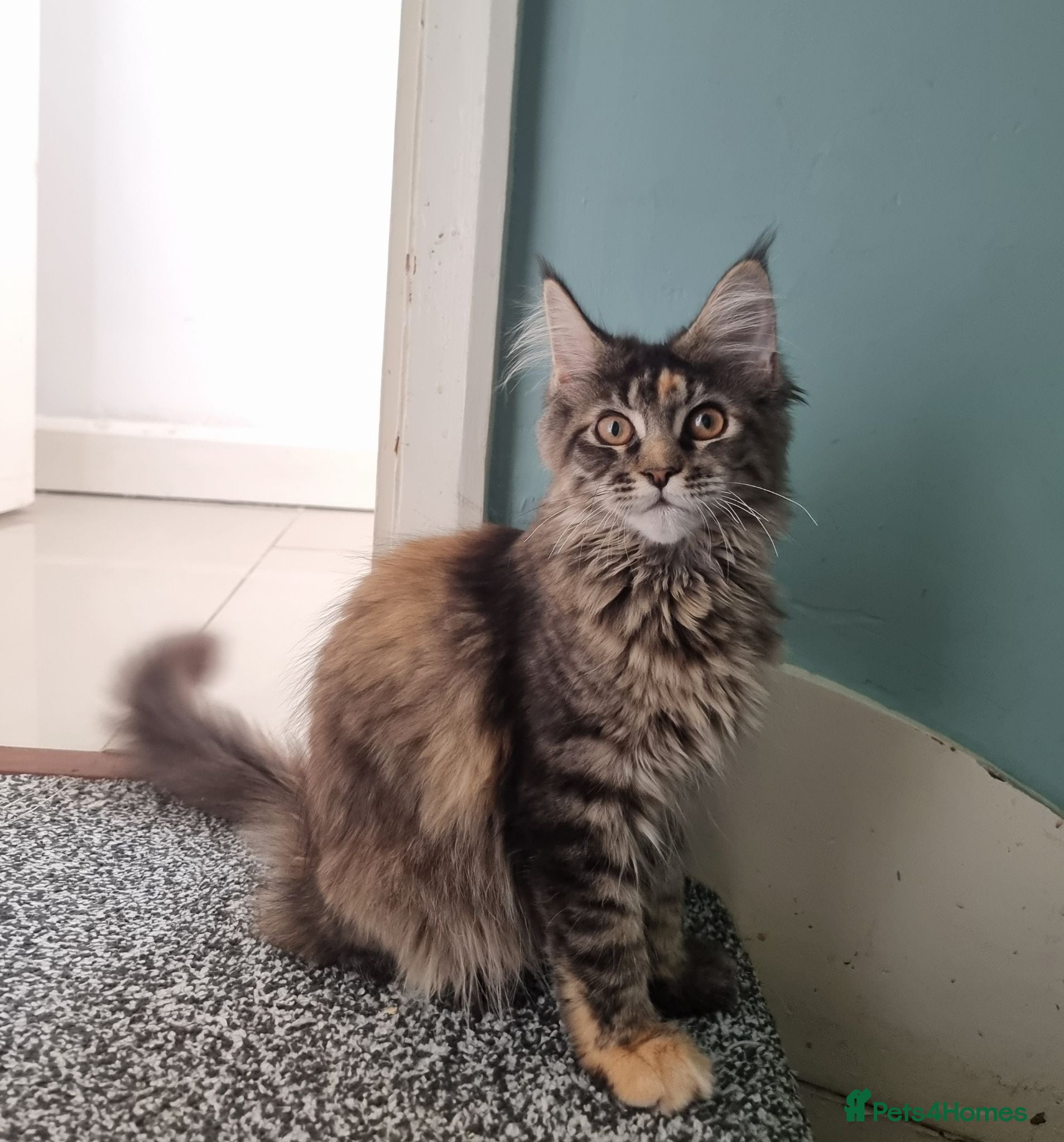 Maine Coon cats LAST TICA reg. female  - Advert 6