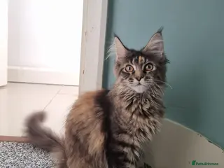 Maine Coon cats LAST TICA reg. female - Advert 6