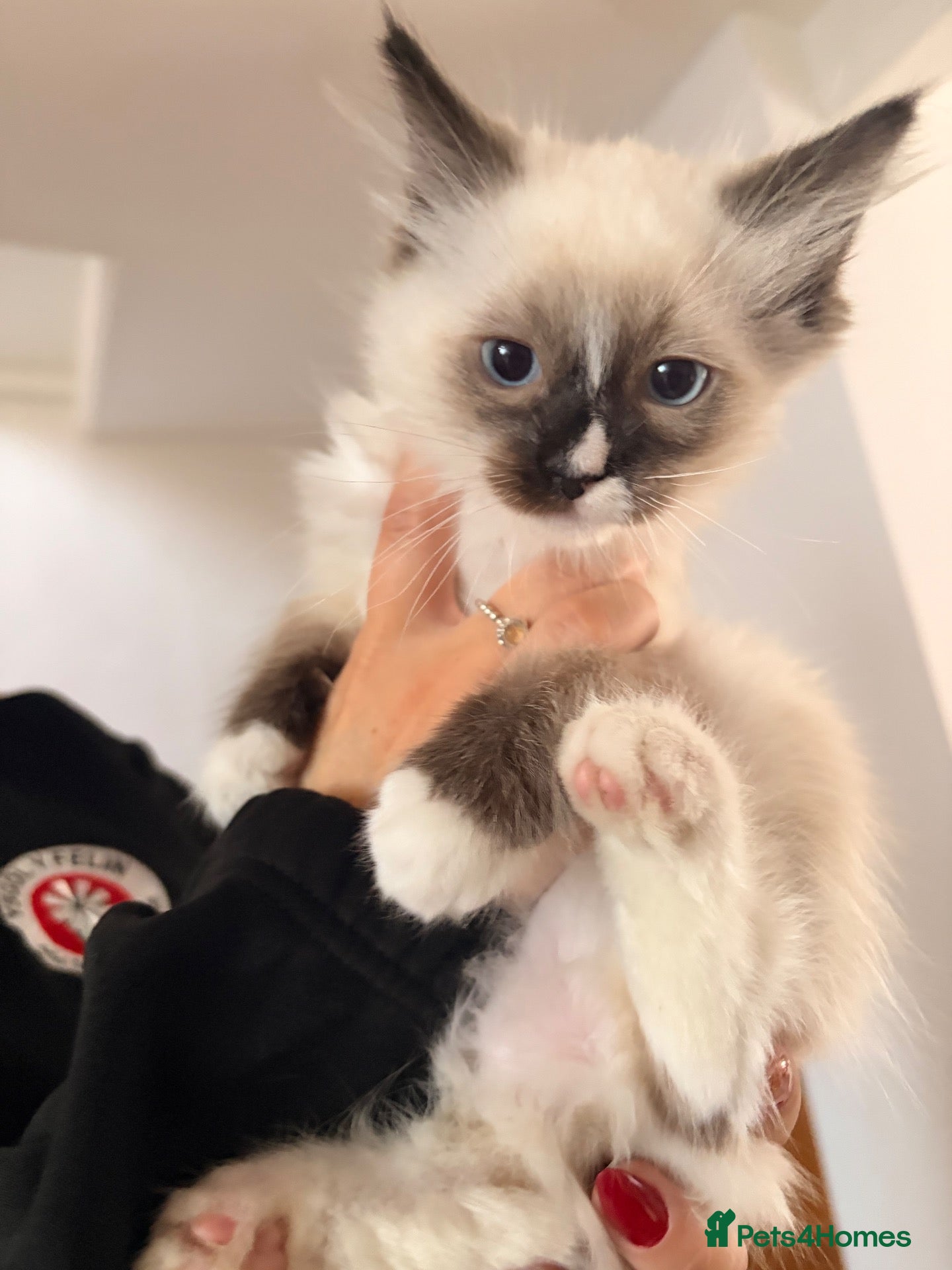 Ragdoll cats **Best Till Last Boy Ragdoll**  - Advert 2