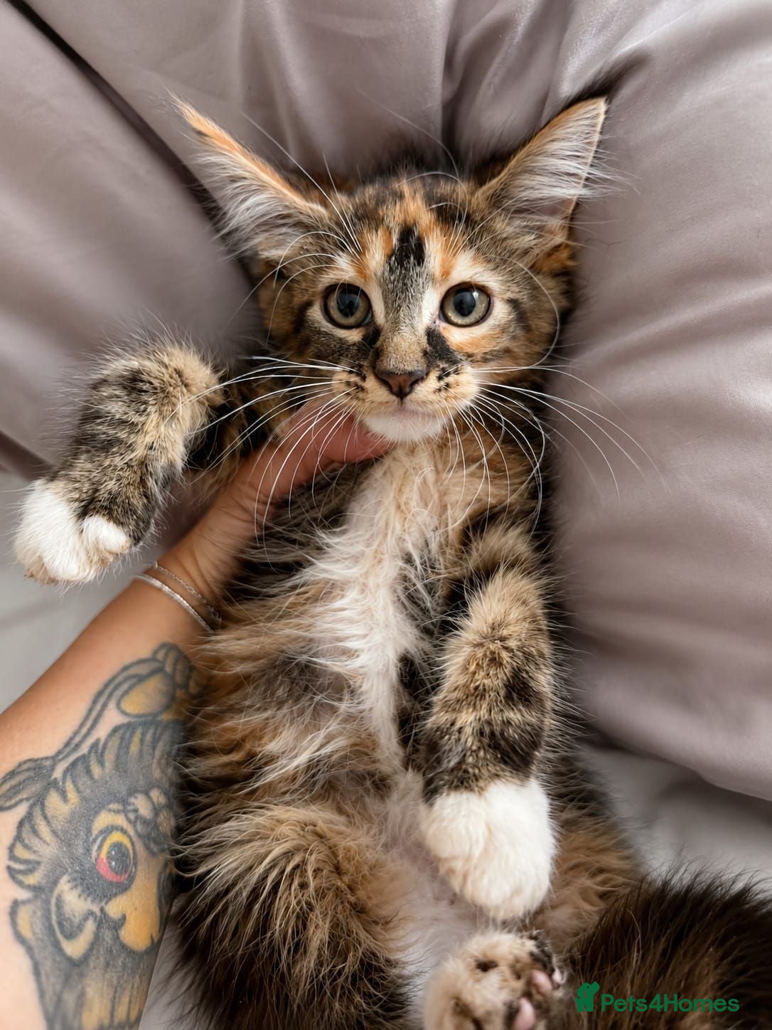 Maine Coon cats Last amazing girl available  - Advert 1