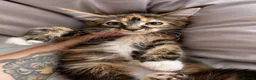 Maine Coon cats for sale: Mainecoon purebreed girl available - Advert 1