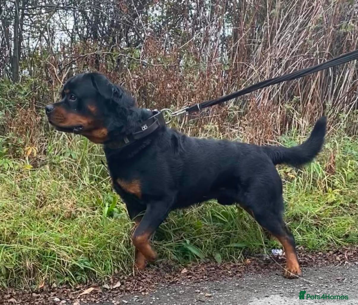 Rottweiler dogs Rottweiler stud boy  - Advert 3