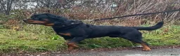 Rottweiler dogs for stud: Rottweiler stud boy  - Advert 1